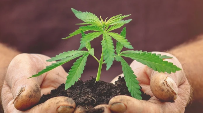 CBD Oil Product Line Created Specifically for the Needs of Independent Pharmacies