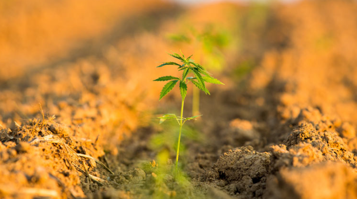 Why Choose Farmer’s Daughter Hemp?