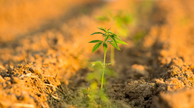 Hemp, CBD & Girl Power
