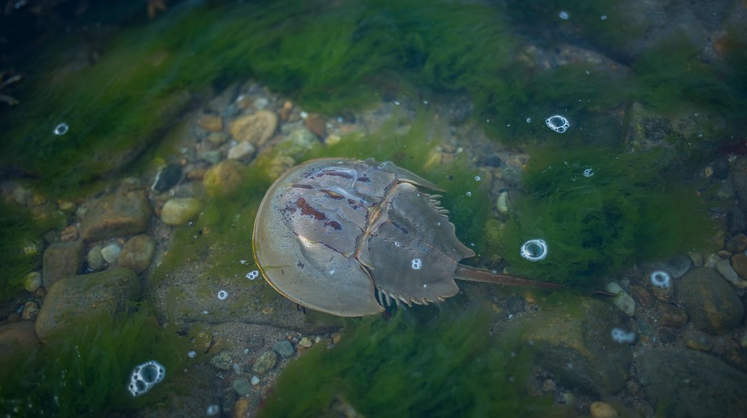 charles river blog horseshoe crab